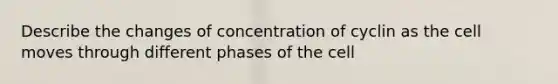 Describe the changes of concentration of cyclin as the cell moves through different phases of the cell