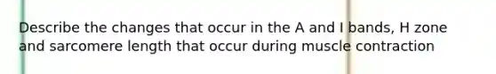 Describe the changes that occur in the A and I bands, H zone and sarcomere length that occur during muscle contraction