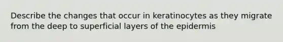 Describe the changes that occur in keratinocytes as they migrate from the deep to superficial layers of the epidermis