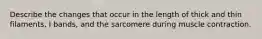 Describe the changes that occur in the length of thick and thin filaments, I bands, and the sarcomere during muscle contraction.
