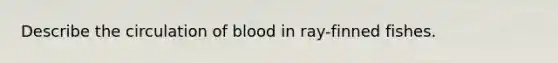 Describe the circulation of blood in ray-finned fishes.