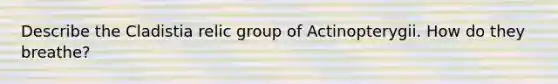 Describe the Cladistia relic group of Actinopterygii. How do they breathe?