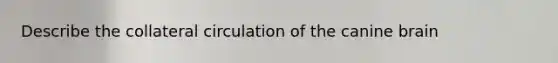 Describe the collateral circulation of the canine brain