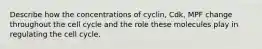 Describe how the concentrations of cyclin, Cdk, MPF change throughout the cell cycle and the role these molecules play in regulating the cell cycle.