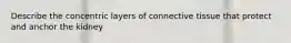 Describe the concentric layers of connective tissue that protect and anchor the kidney