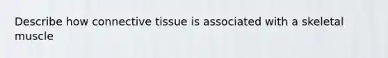 Describe how connective tissue is associated with a skeletal muscle