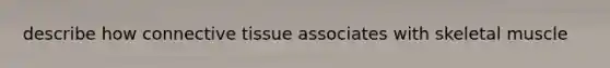 describe how connective tissue associates with skeletal muscle