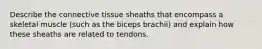 Describe the connective tissue sheaths that encompass a skeletal muscle (such as the biceps brachii) and explain how these sheaths are related to tendons.