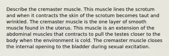 Describe the cremaster muscle. This muscle lines the scrotum and when it contracts the skin of the scrotum becomes taut and wrinkled. The cremaster muscle is the one layer of smooth muscle found in the uterus. This muscle is an extension of the abdominal muscles that contracts to pull the testes closer to the body when the environment is cold. The cremaster muscle closes the internal opening to the bladder during sexual excitation.