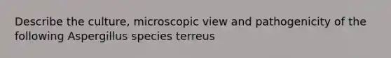 Describe the culture, microscopic view and pathogenicity of the following Aspergillus species terreus