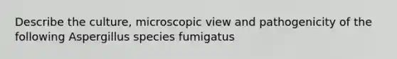 Describe the culture, microscopic view and pathogenicity of the following Aspergillus species fumigatus