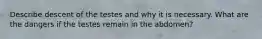 Describe descent of the testes and why it is necessary. What are the dangers if the testes remain in the abdomen?