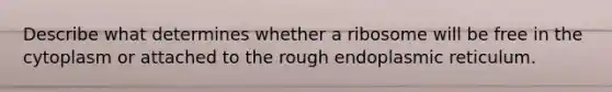 Describe what determines whether a ribosome will be free in the cytoplasm or attached to the rough endoplasmic reticulum.