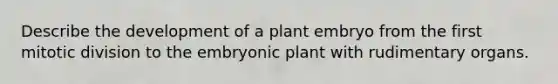 Describe the development of a plant embryo from the first mitotic division to the embryonic plant with rudimentary organs.