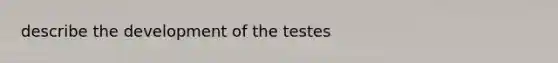 describe the development of the testes