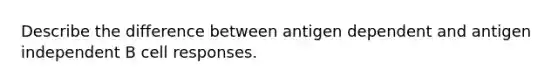 Describe the difference between antigen dependent and antigen independent B cell responses.