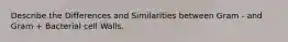 Describe the Differences and Similarities between Gram - and Gram + Bacterial cell Walls.