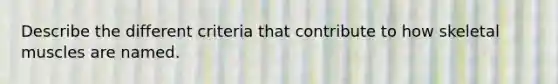 Describe the different criteria that contribute to how skeletal muscles are named.