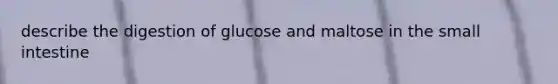 describe the digestion of glucose and maltose in the small intestine