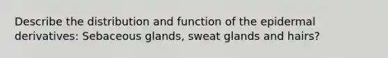 Describe the distribution and function of the epidermal derivatives: Sebaceous glands, sweat glands and hairs?