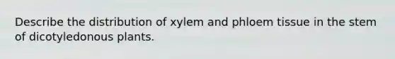 Describe the distribution of xylem and phloem tissue in the stem of dicotyledonous plants.