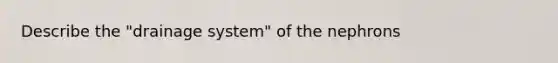 Describe the "drainage system" of the nephrons