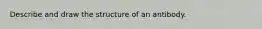 Describe and draw the structure of an antibody.