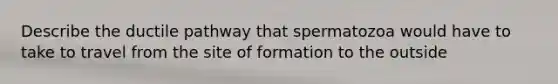 Describe the ductile pathway that spermatozoa would have to take to travel from the site of formation to the outside