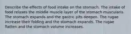 Describe the effects of food intake on the stomach. The intake of food relaxes the middle muscle layer of the stomach muscularis. The stomach expands and the gastric pits deepen. The rugae increase their folding and the stomach expands. The rugae flatten and the stomach volume increases.