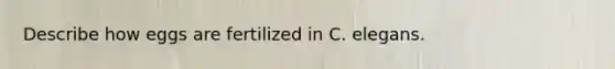 Describe how eggs are fertilized in C. elegans.