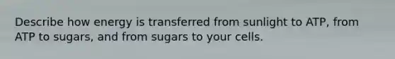Describe how energy is transferred from sunlight to ATP, from ATP to sugars, and from sugars to your cells.