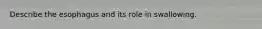 Describe the esophagus and its role in swallowing.