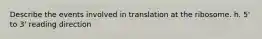 Describe the events involved in translation at the ribosome. h. 5' to 3' reading direction