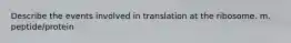 Describe the events involved in translation at the ribosome. m. peptide/protein