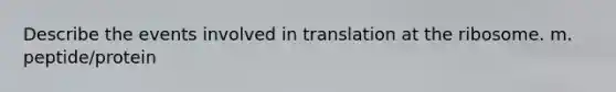 Describe the events involved in translation at the ribosome. m. peptide/protein