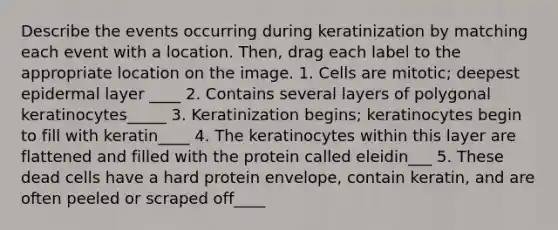 Describe the events occurring during keratinization by matching each event with a location. Then, drag each label to the appropriate location on the image. 1. Cells are mitotic; deepest epidermal layer ____ 2. Contains several layers of polygonal keratinocytes_____ 3. Keratinization begins; keratinocytes begin to fill with keratin____ 4. The keratinocytes within this layer are flattened and filled with the protein called eleidin___ 5. These dead cells have a hard protein envelope, contain keratin, and are often peeled or scraped off____