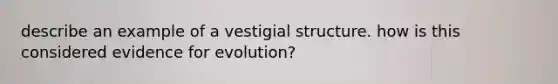 describe an example of a vestigial structure. how is this considered evidence for evolution?