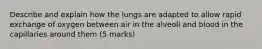 Describe and explain how the lungs are adapted to allow rapid exchange of oxygen between air in the alveoli and blood in the capillaries around them (5 marks)