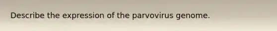 Describe the expression of the parvovirus genome.