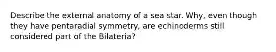 Describe the external anatomy of a sea star. Why, even though they have pentaradial symmetry, are echinoderms still considered part of the Bilateria?