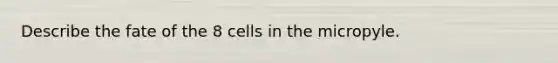 Describe the fate of the 8 cells in the micropyle.