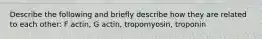 Describe the following and briefly describe how they are related to each other: F actin, G actin, tropomyosin, troponin