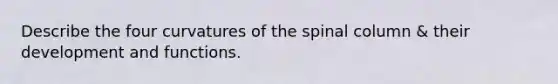 Describe the four curvatures of the spinal column & their development and functions.