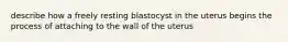 describe how a freely resting blastocyst in the uterus begins the process of attaching to the wall of the uterus