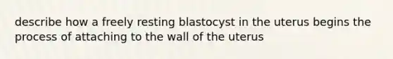 describe how a freely resting blastocyst in the uterus begins the process of attaching to the wall of the uterus