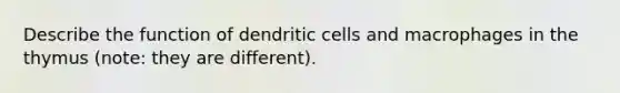 Describe the function of dendritic cells and macrophages in the thymus (note: they are different).