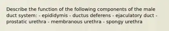 Describe the function of the following components of the male duct system: - epididymis - ductus deferens - ejaculatory duct - prostatic urethra - membranous urethra - spongy urethra