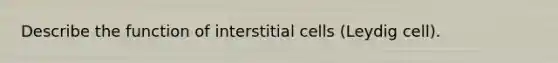 Describe the function of interstitial cells (Leydig cell).