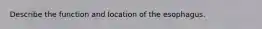 Describe the function and location of the esophagus.