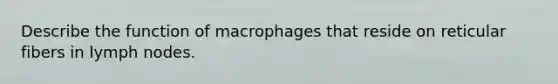 Describe the function of macrophages that reside on reticular fibers in lymph nodes.